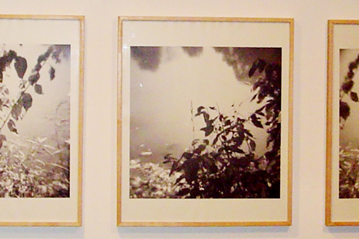 photographs of nature