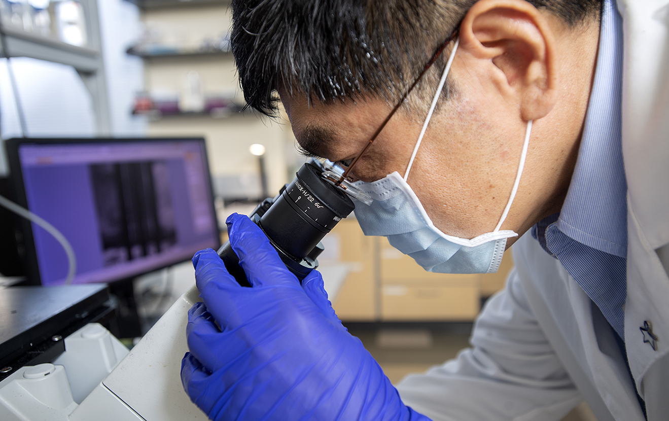 Researcher using a microscope in a biomedical lab, representing electrical engineering and biomedical research opportunities.